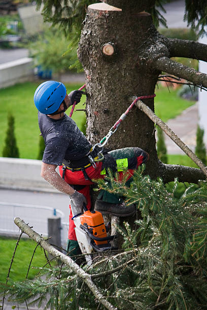 Reliable Heathcote, NJ Tree Services Solutions